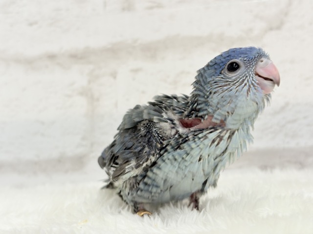 サザナミインコ