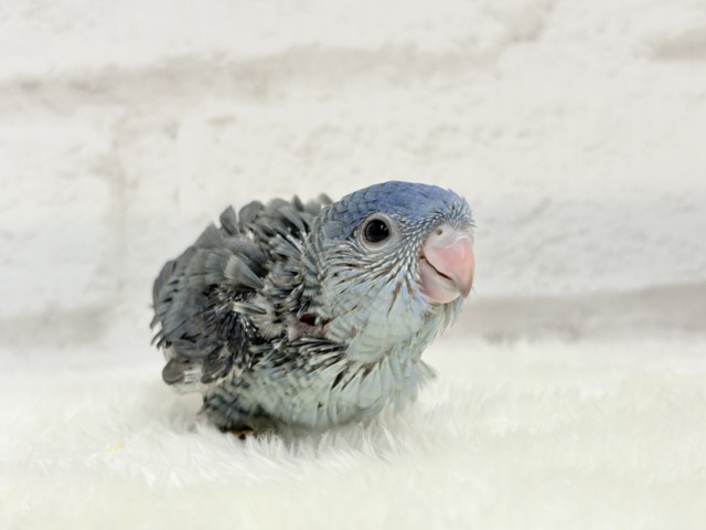 サザナミインコ