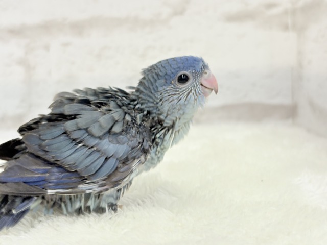 サザナミインコ