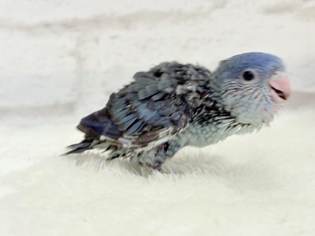 サザナミインコ