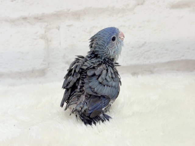 サザナミインコ