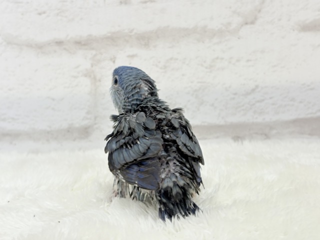 サザナミインコ