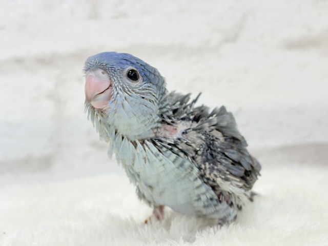 サザナミインコ