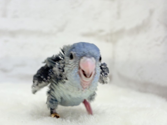 サザナミインコ