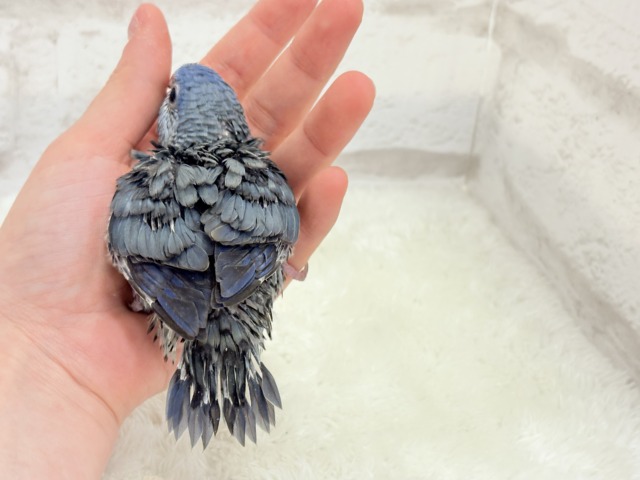 サザナミインコ