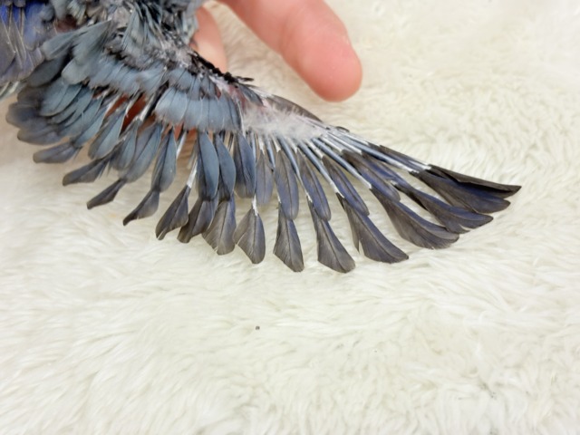 サザナミインコ