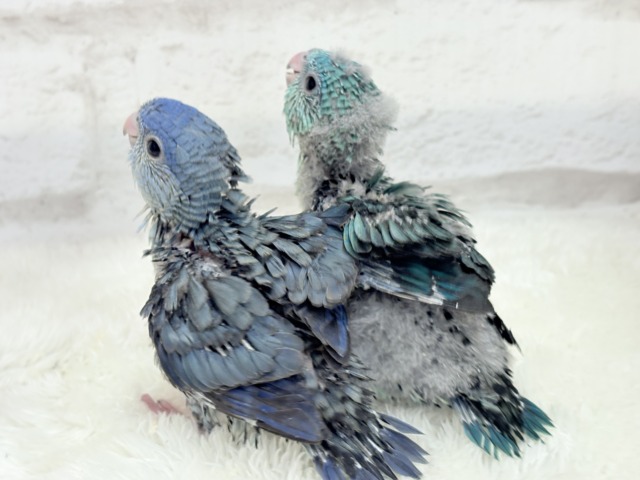 サザナミインコ