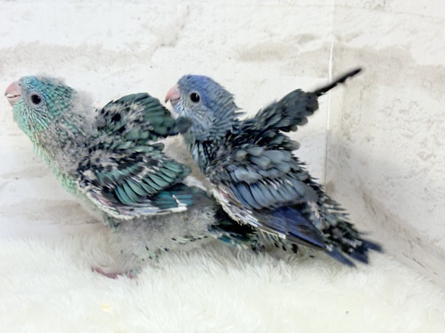 サザナミインコ