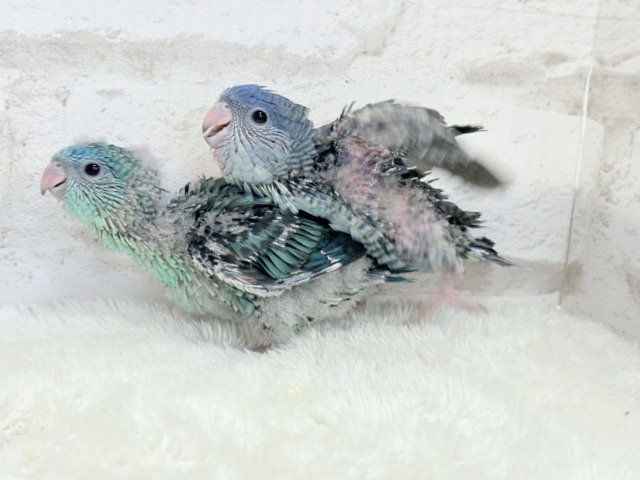 サザナミインコ