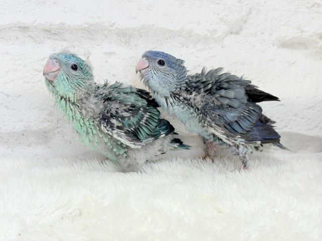 サザナミインコ