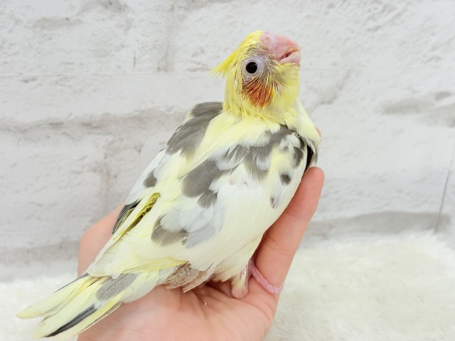 オカメインコ
