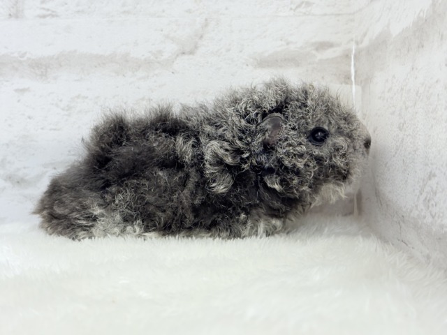 テディモルモット