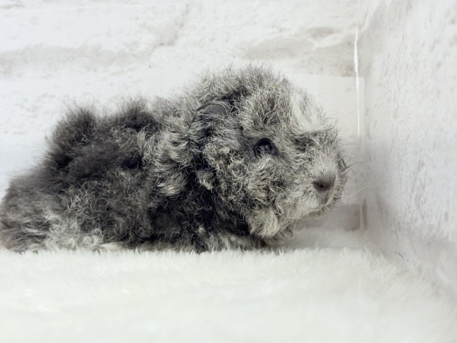 テディモルモット