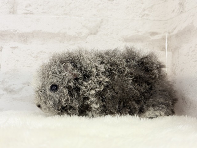 テディモルモット