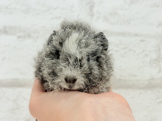 テディモルモット