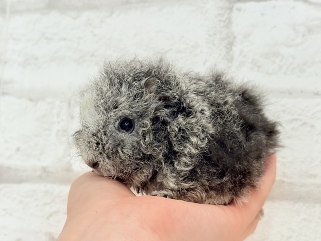 テディモルモット