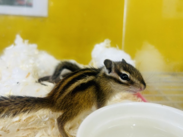 シマリス（ノーマル）