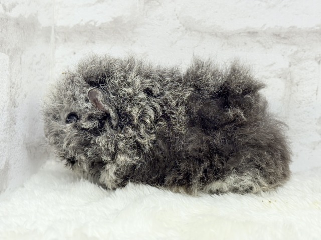 テディモルモット