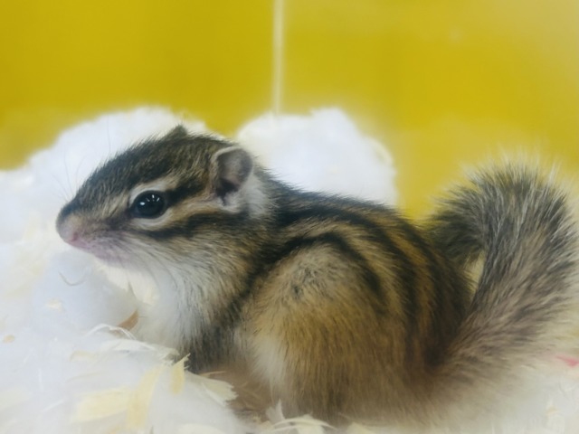 シマリス（ノーマル）