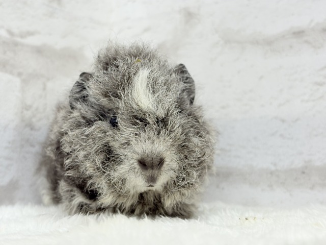 テディモルモット