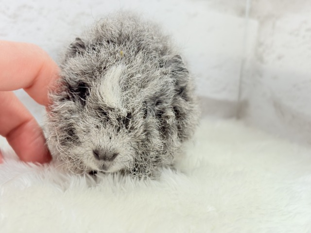 テディモルモット