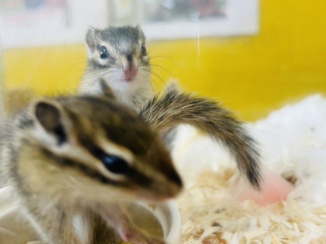 シマリス（ノーマル）