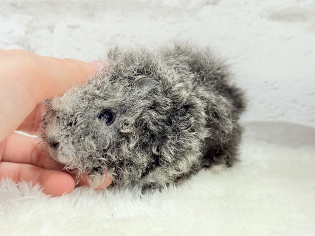 テディモルモット