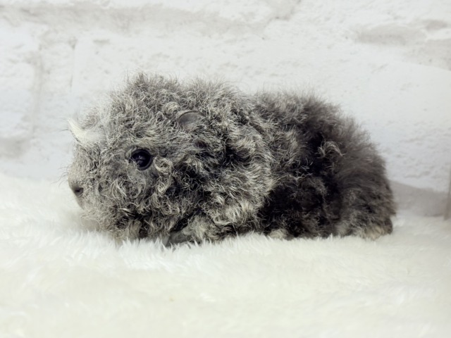 テディモルモット