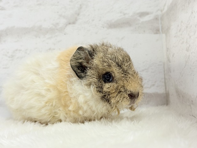 テディモルモット