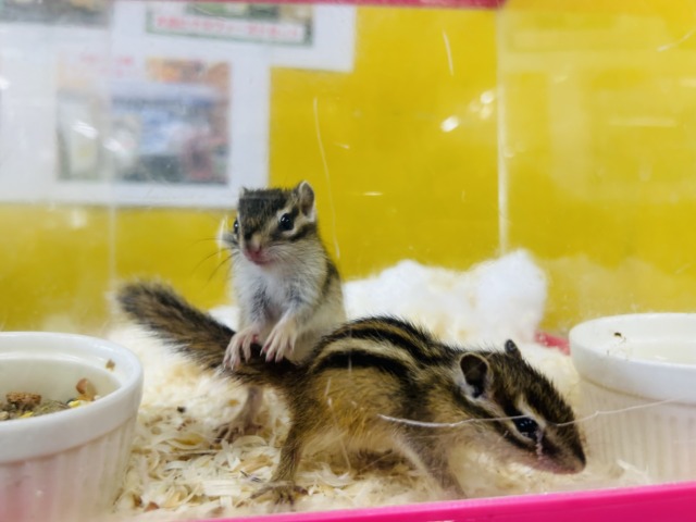 シマリス（ノーマル）