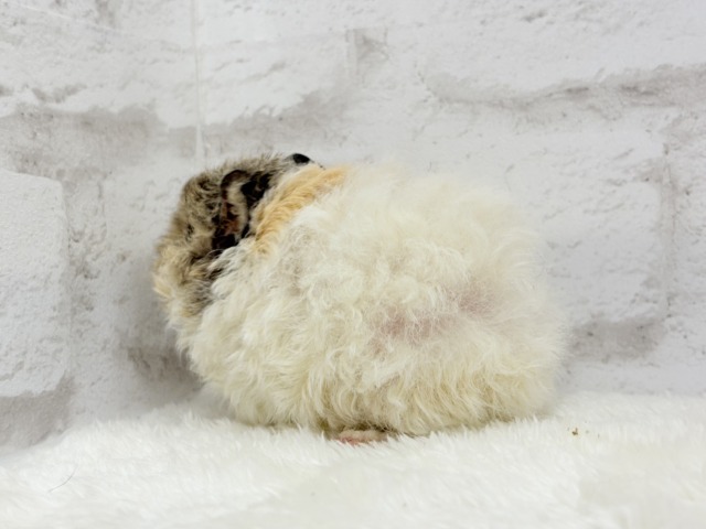 テディモルモット