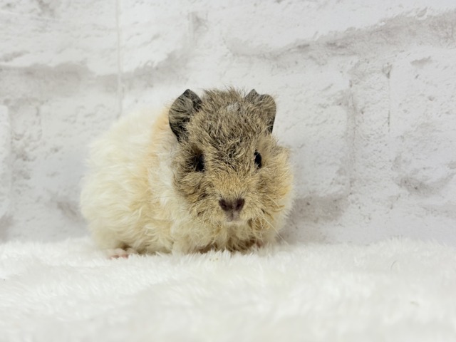 テディモルモット