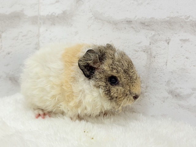 テディモルモット