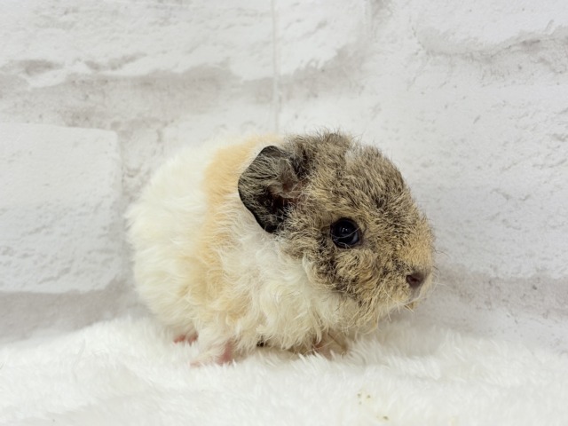 テディモルモット