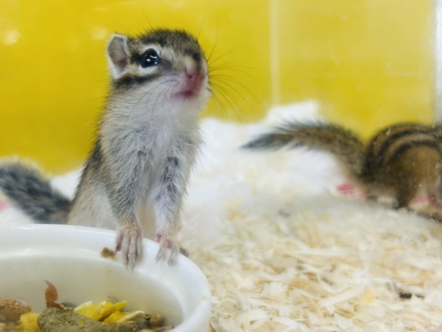 シマリス（ノーマル）