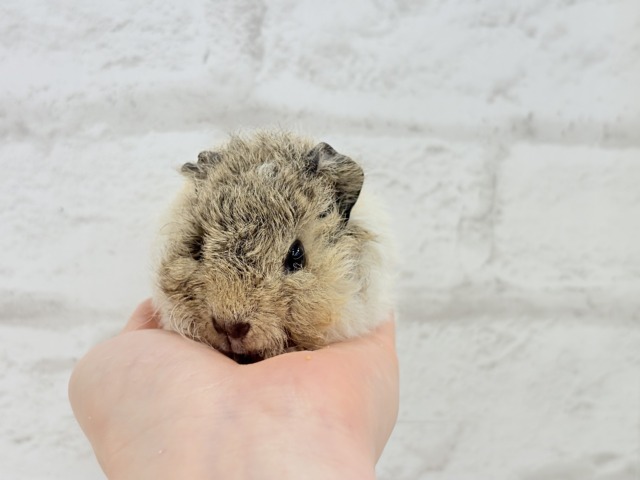 テディモルモット