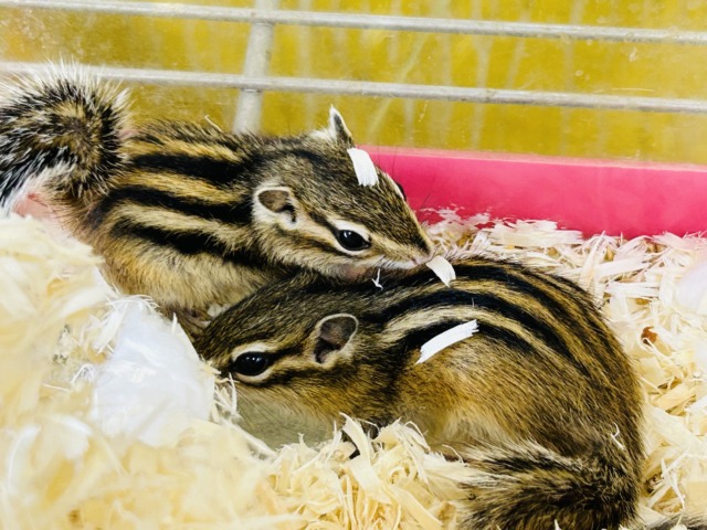 シマリス（ノーマル）