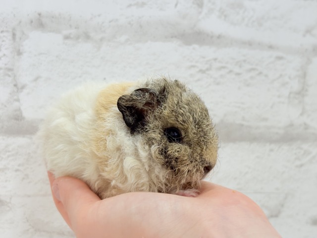 テディモルモット