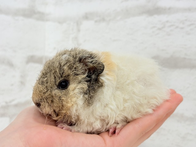 テディモルモット