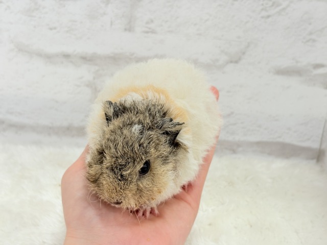 テディモルモット