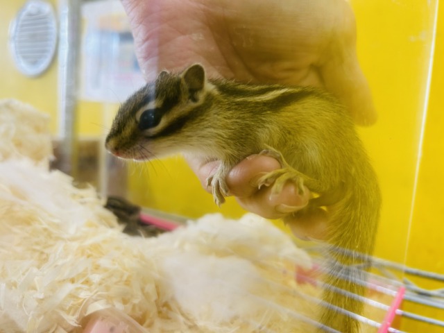 シマリス（ノーマル）