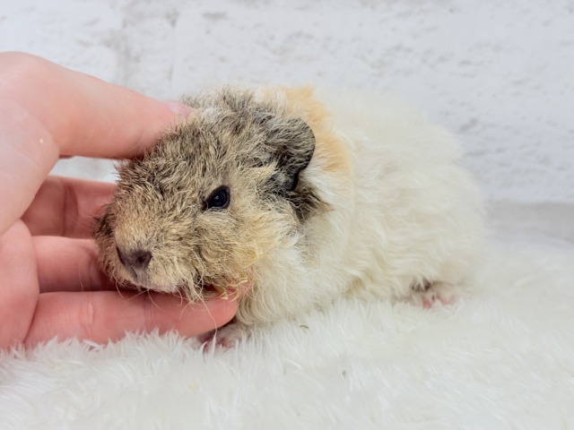 テディモルモット