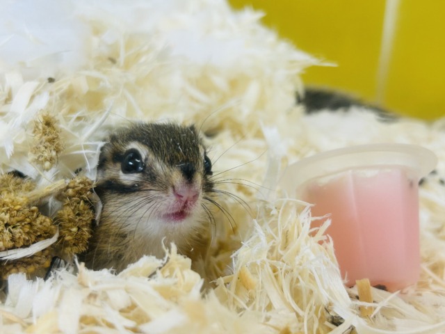 シマリス（ノーマル）