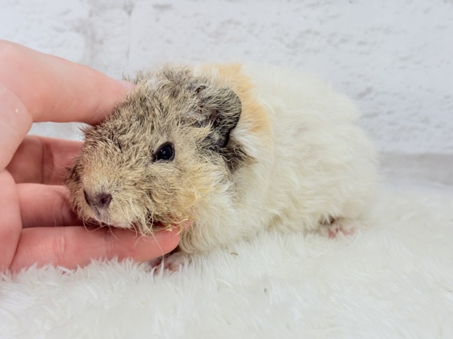 テディモルモット