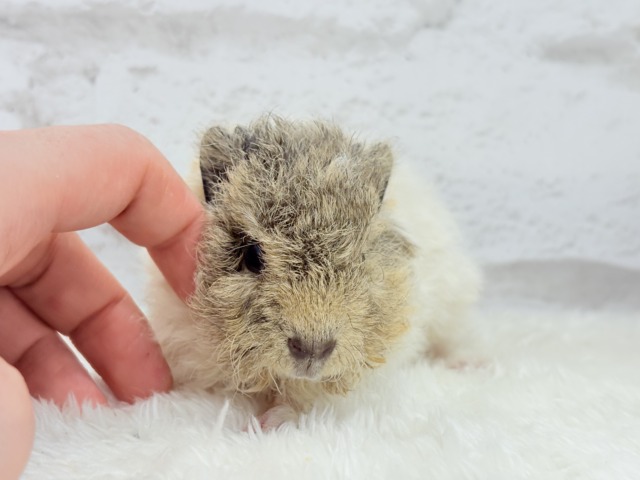 テディモルモット