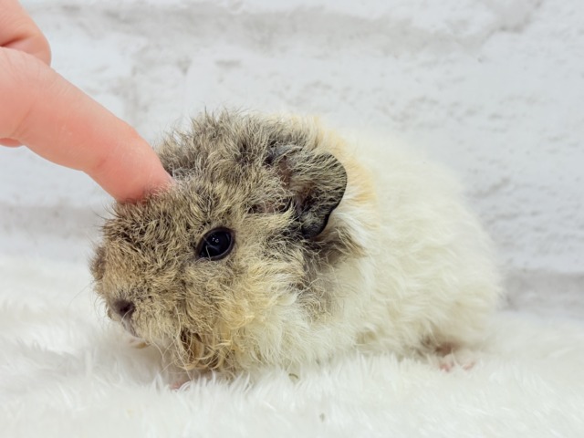 テディモルモット