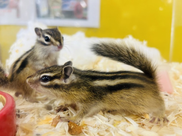 シマリス（ノーマル）