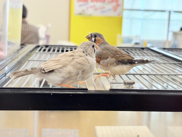 ジャンボキンカチョウ