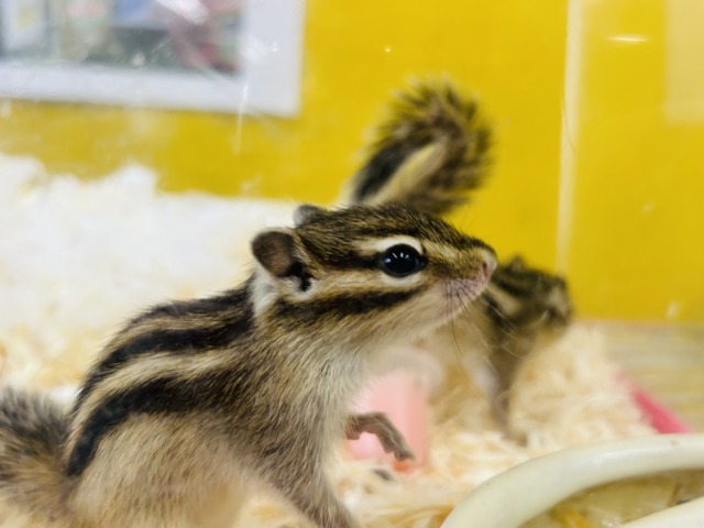 シマリス（ノーマル）