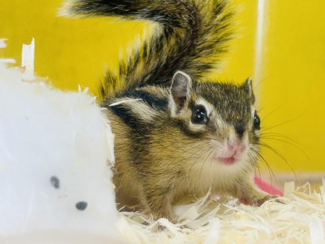 シマリス（ノーマル）